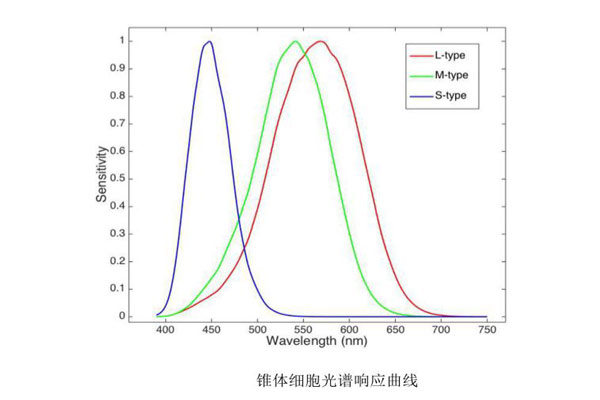 錐體細(xì)胞光譜響應(yīng)曲線